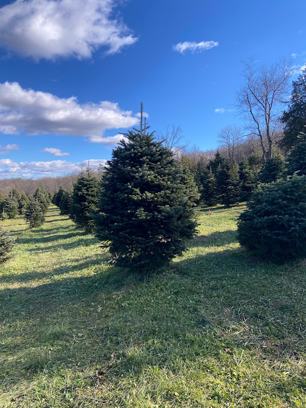 Wade's Christmas Trees in Elverson, Pennsylvania
