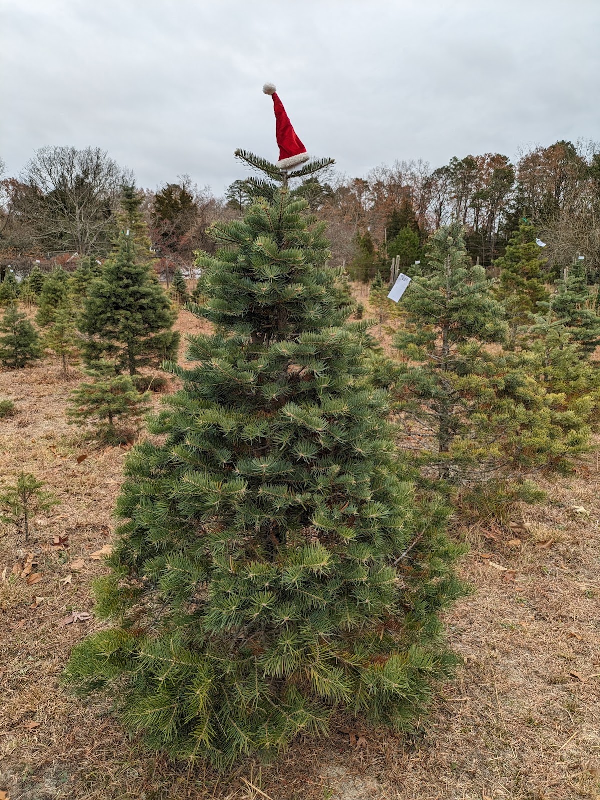 Wading River Tree Farm in Egg Harbor City, New Jersey