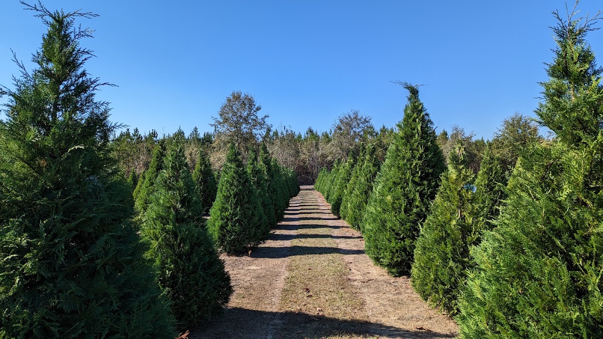 Wadsworth Christmas Tree Farm in Wetumpka, Alabama