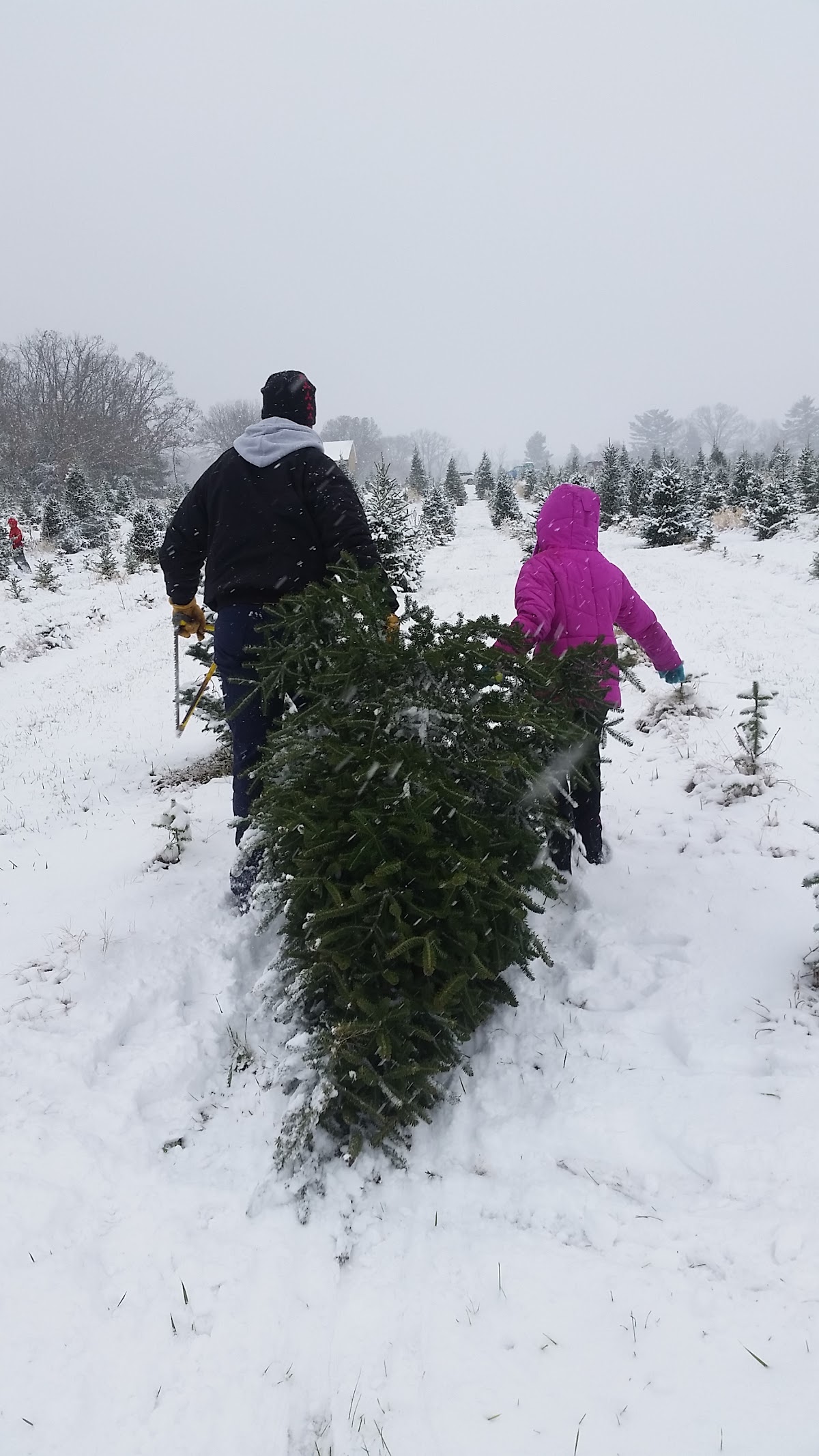 Wagner Tree Farm in Lyndon Station, Wisconsin