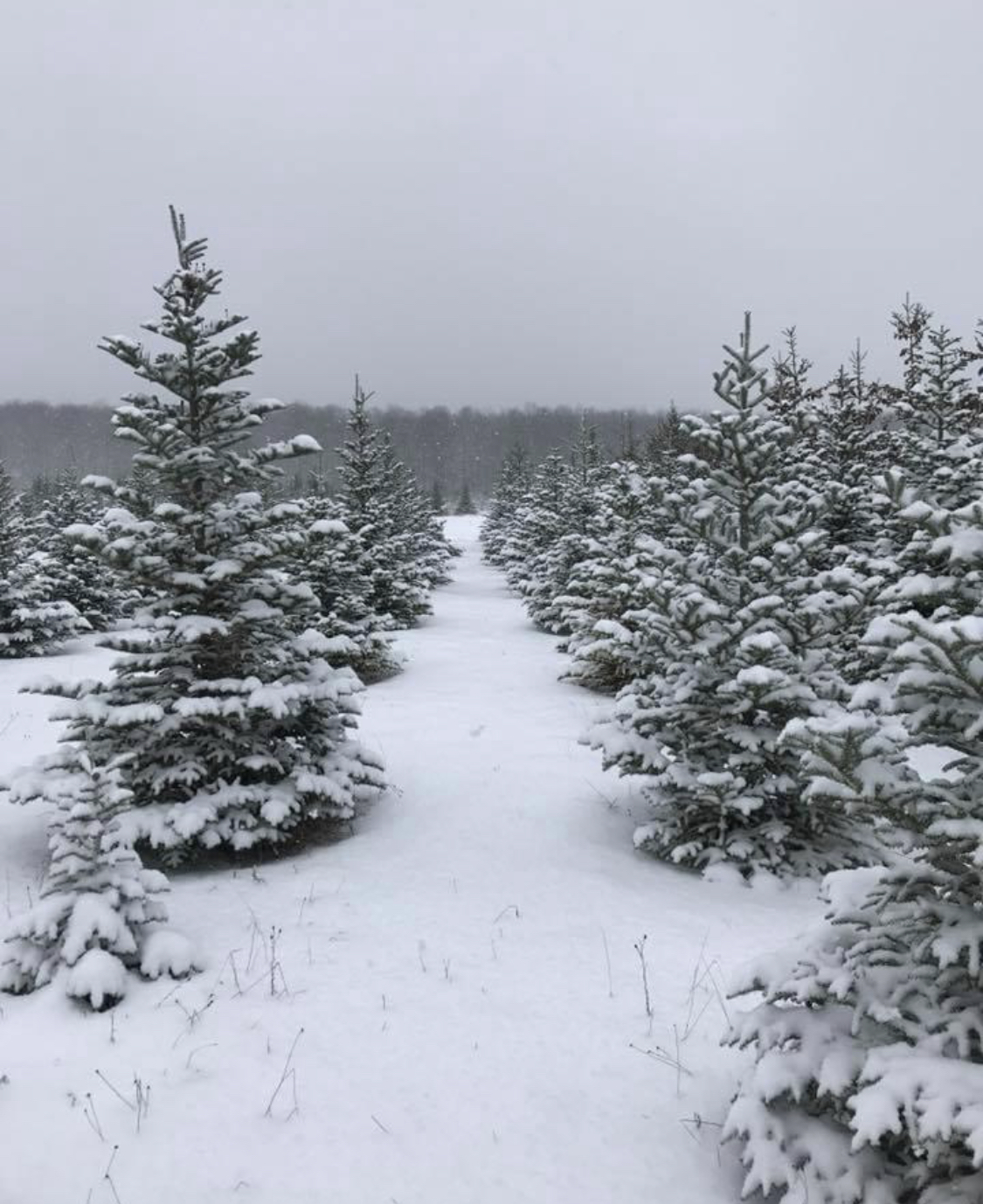 Waldrast Tree Farm in Gaylord, Michigan
