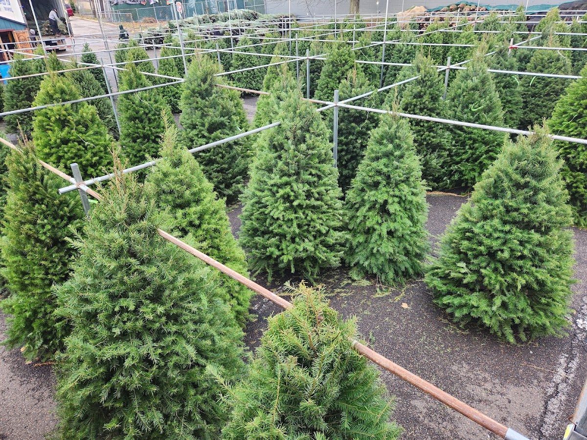 Walt's Christmas Trees Audubon in Audubon, New Jersey