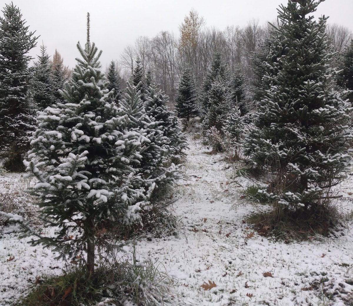 Wandering Moose Farms in Franklin, Vermont