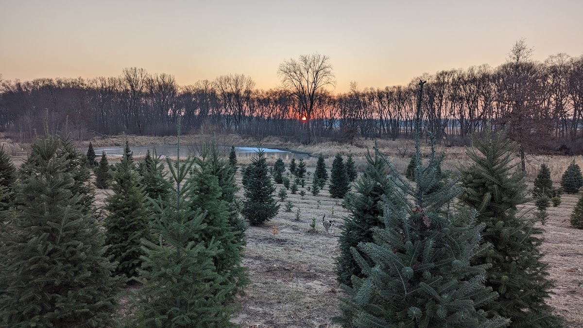 Wapsie Pines Tree Farm in Fairbank, Iowa