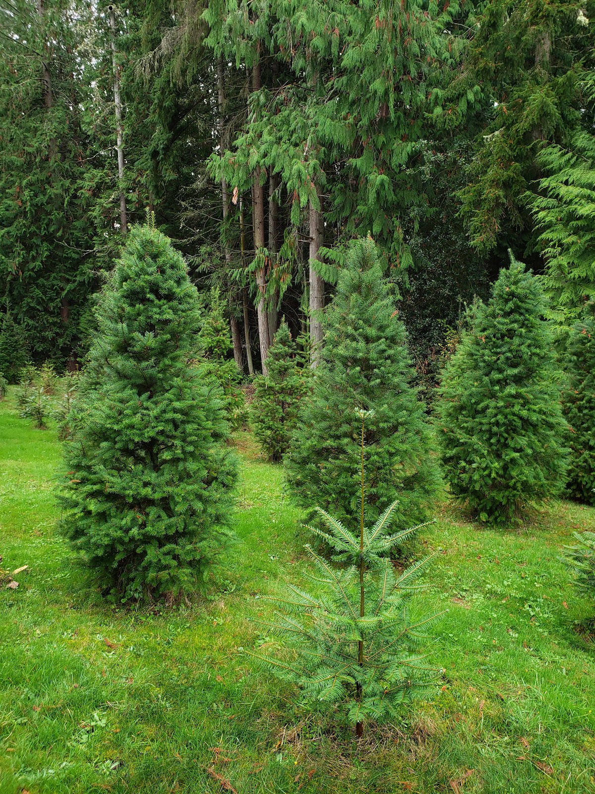 Was & Has tree farm in Clinton, Washington