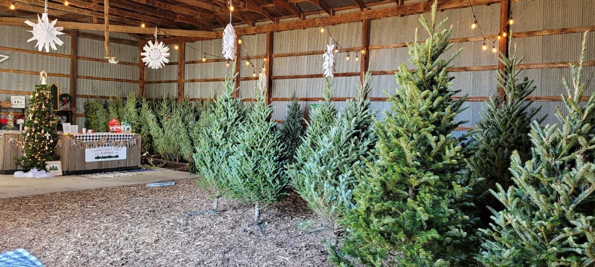 Watkins Tree Farm in Assaria, Kansas