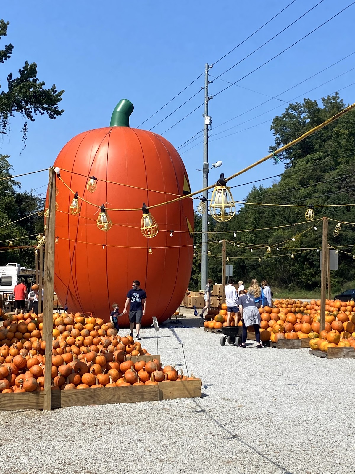 Weaver Tree Farms in Chattanooga, Tennessee