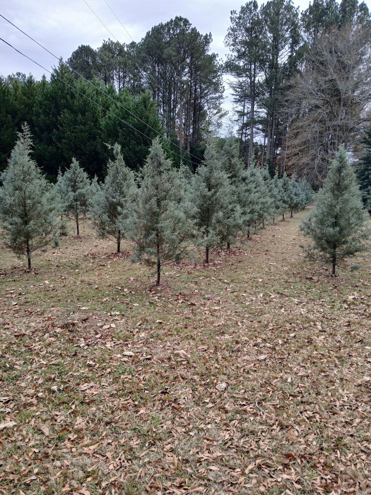 Wee Three Trees in Fayetteville, Georgia