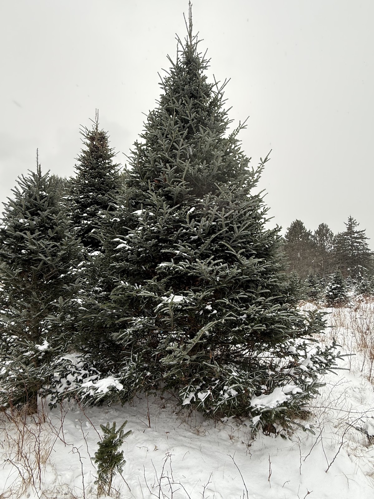 Wegner's Tree Farm in Grand Rapids, Minnesota