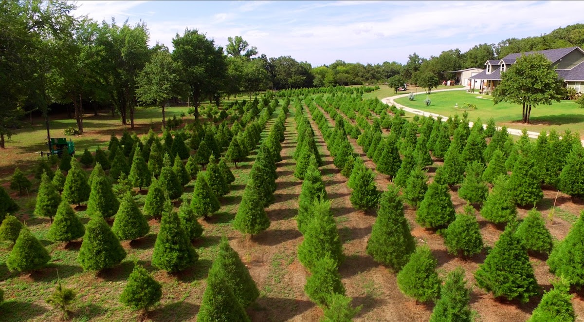 Wells Christmas Tree Farm in Norman, Oklahoma