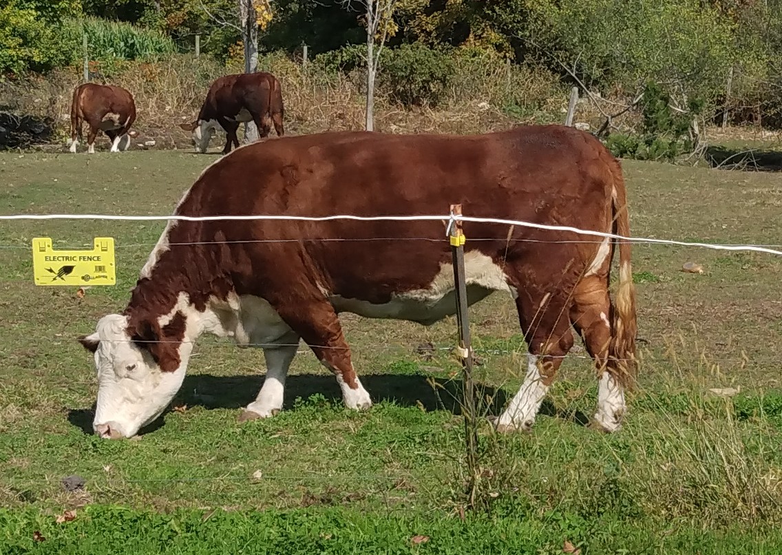 Wells Hollow Farms in Shelton, Connecticut