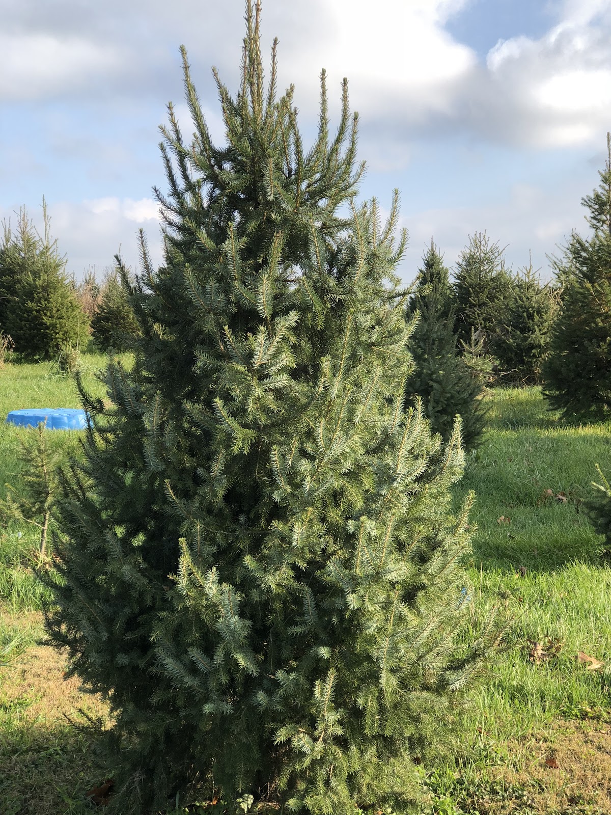 Werkmeister Christmas Tree Farm in Shepherdsville, Kentucky