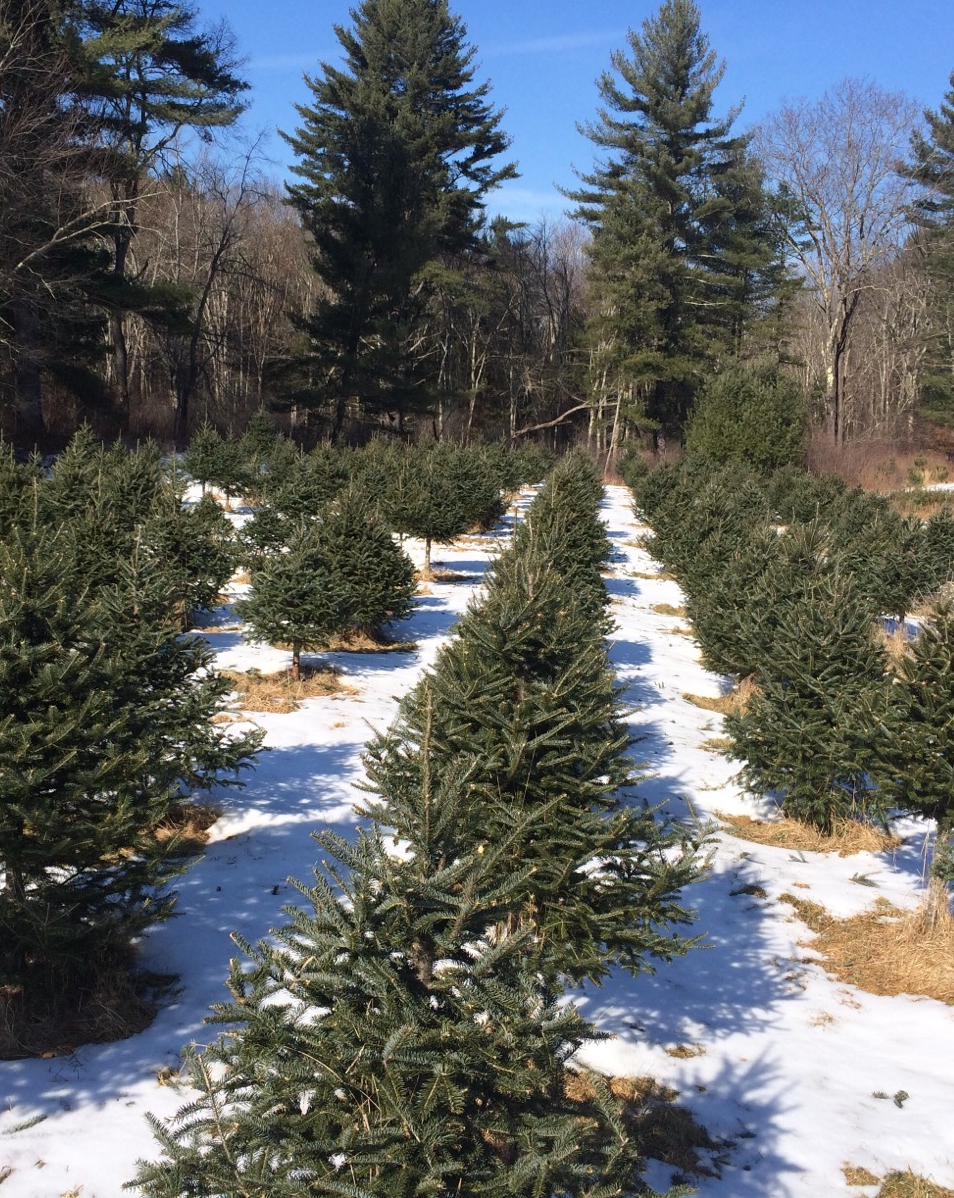 West brook Christmas Tree farm in Athol, Massachusetts
