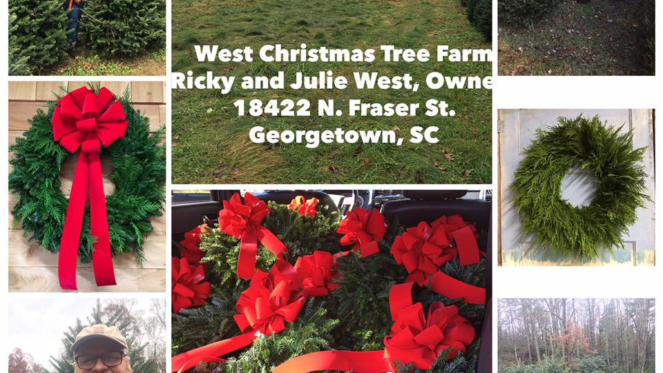 West Christmas Tree Farm in Georgetown, South Carolina