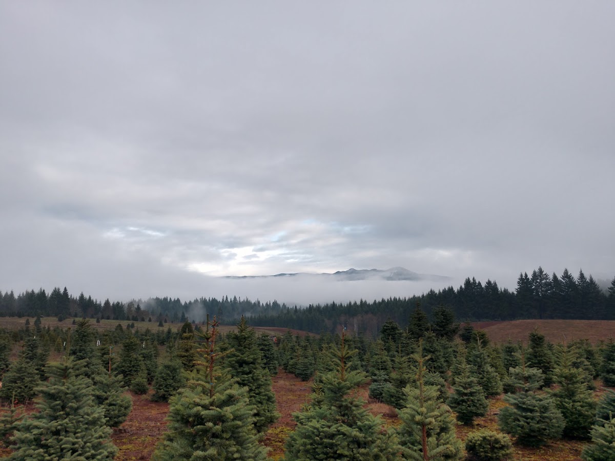West's Tree Farm in Lebanon, Oregon