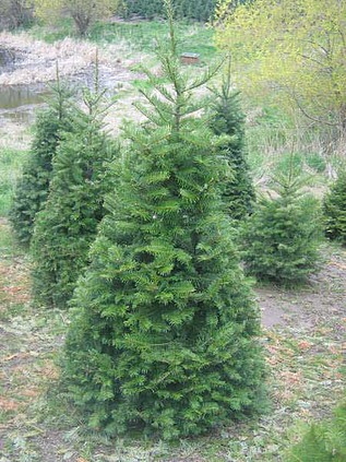West Twin Tree Farm in Moscow, Idaho