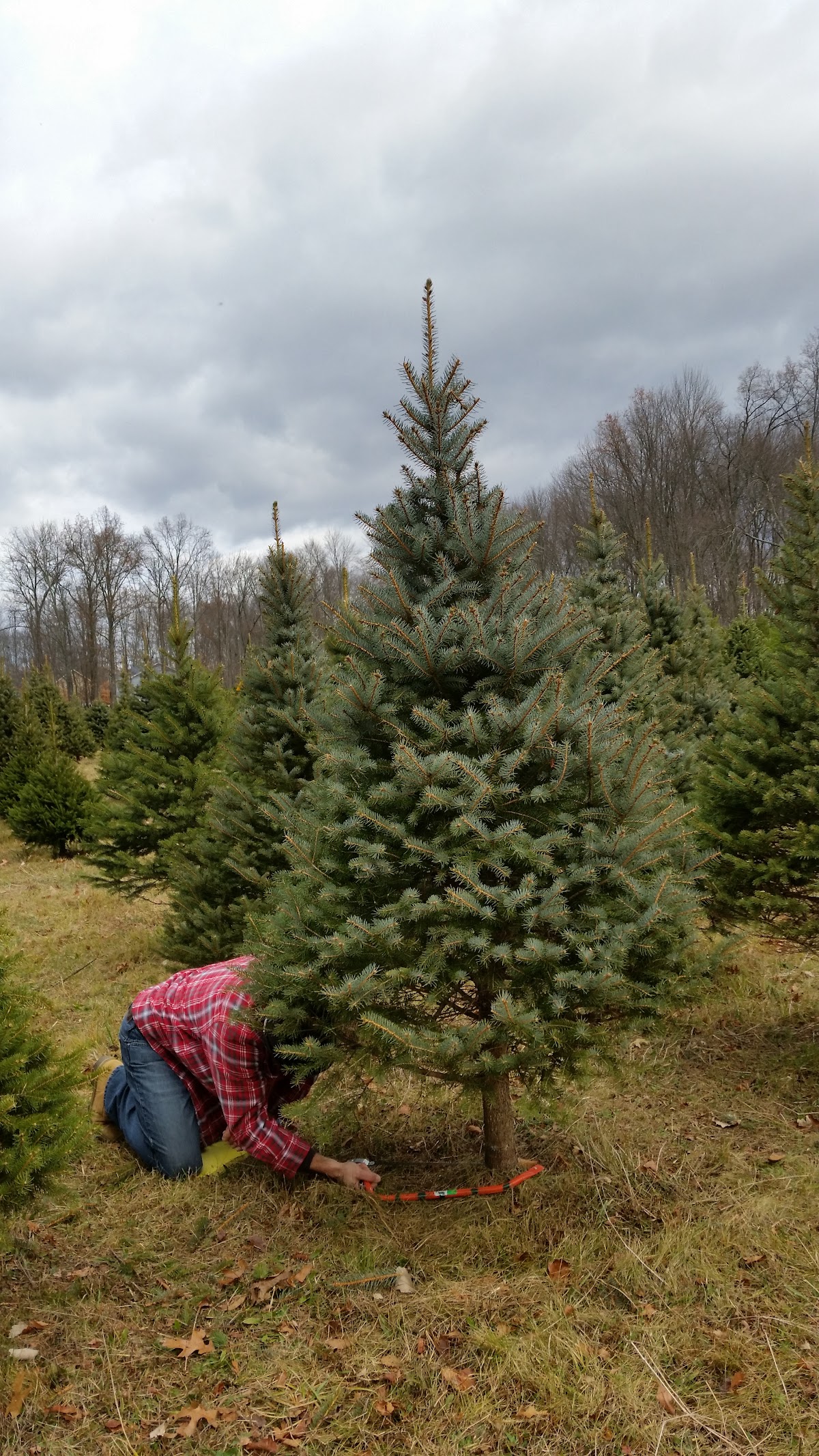 West Wind Tree Farms in Wallkill, New York