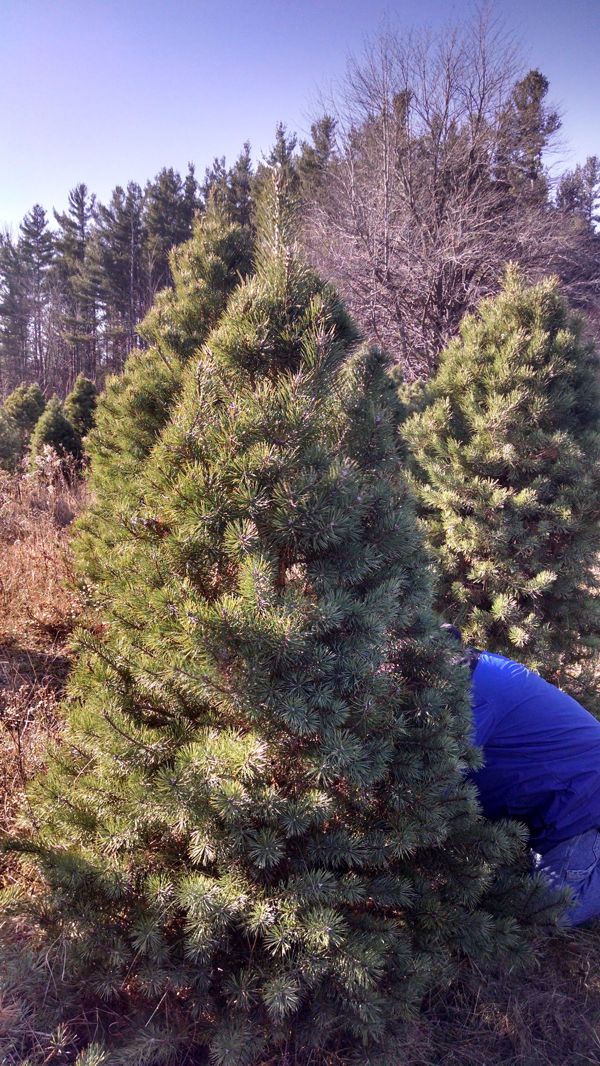 Western's Tree Farm in Applegate, Michigan