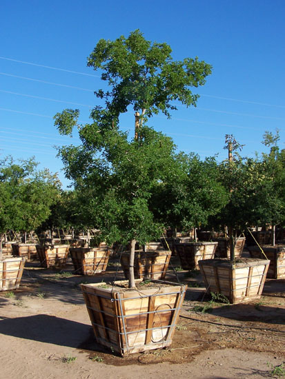 Western Tree Co in Phoenix, Arizona