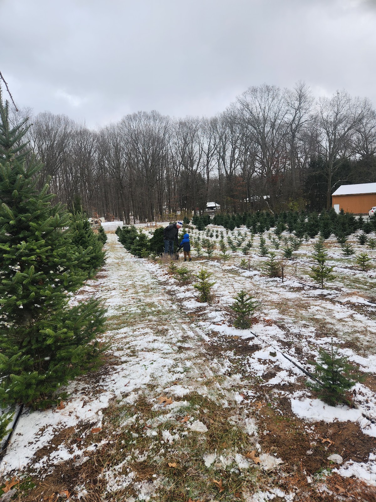 Westman's Christmas Tree Farm in Dexter, Michigan