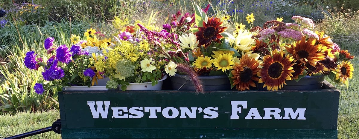 Weston's Farm & Market in Fryeburg, Maine