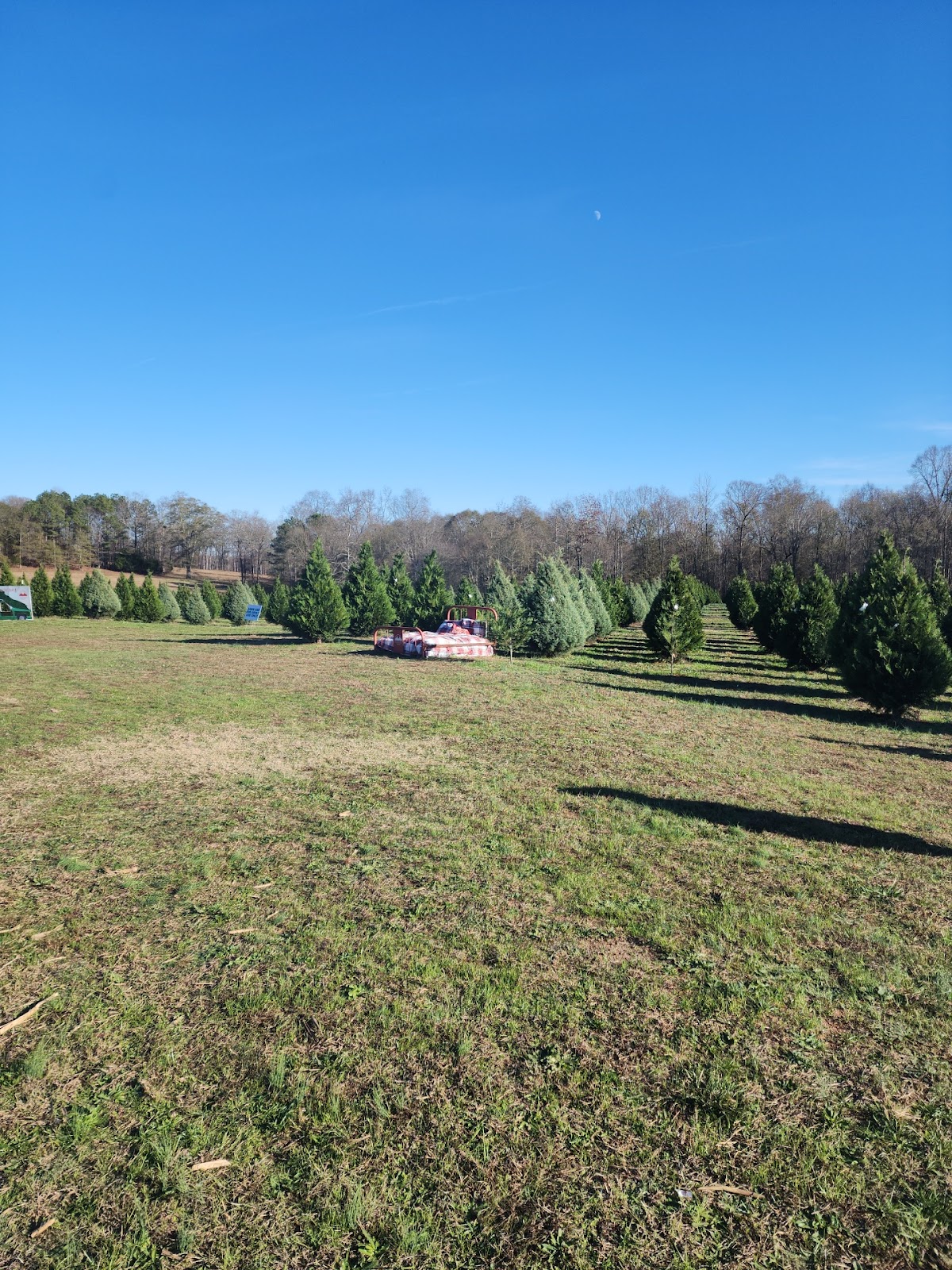 Wheeler Creek Christmas Tree Farm in Maysville, Georgia