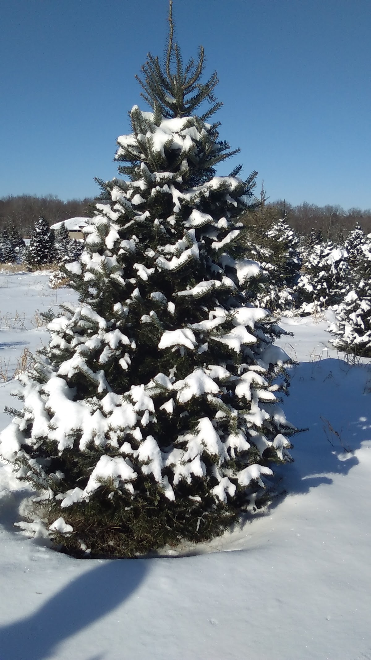 Whispering Pines Tree Farm in Oconto, Wisconsin