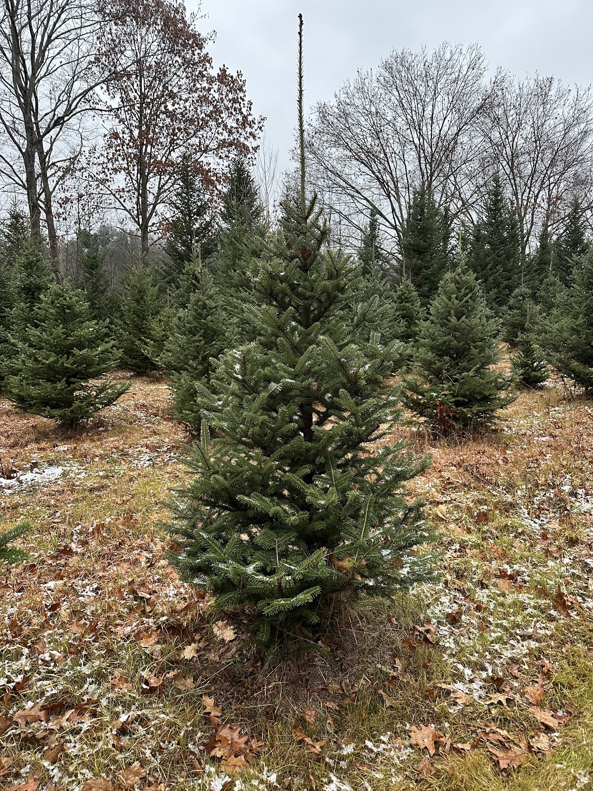 White Mountains Tree Farm in Thornton, New Hampshire
