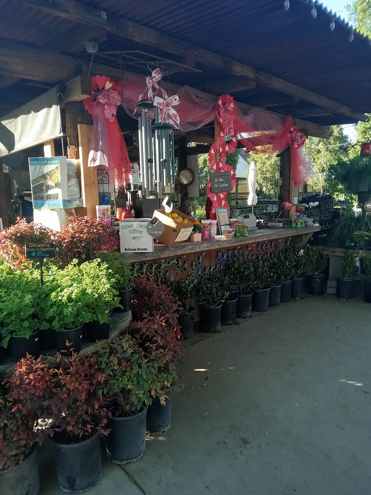 Whitfill Nursery in Phoenix, Arizona