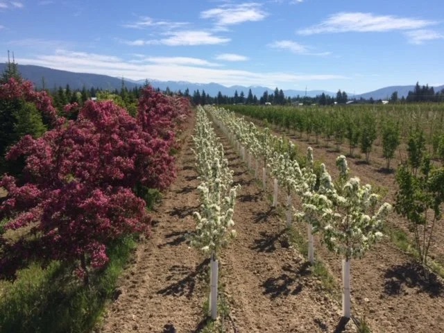 Wholesale Tree Farm - Outdoors by Design, Inc. in Naples, Idaho