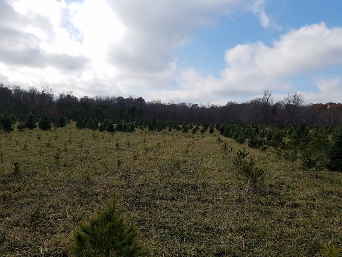 Wilcox Tree Farms in LaGrange, Ohio