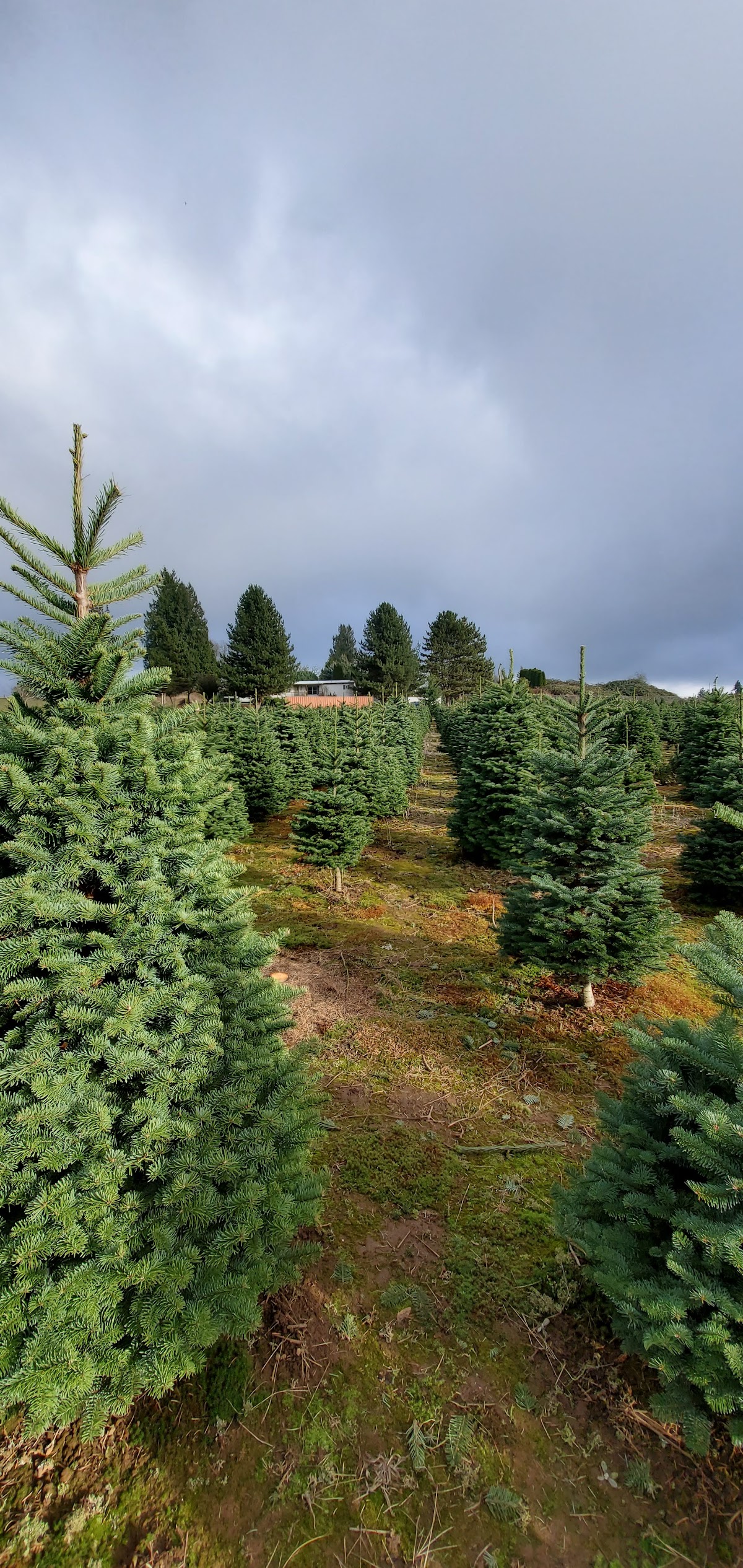 Wild Hare Tree Farm in Eagle Creek, Oregon