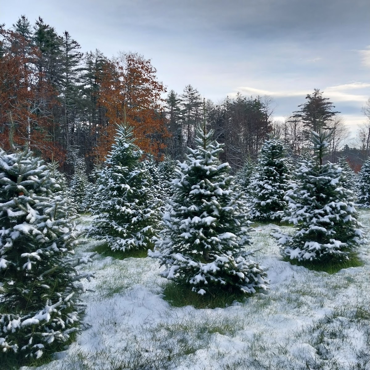 Wild Meadow Christmas Trees in Danbury, New Hampshire