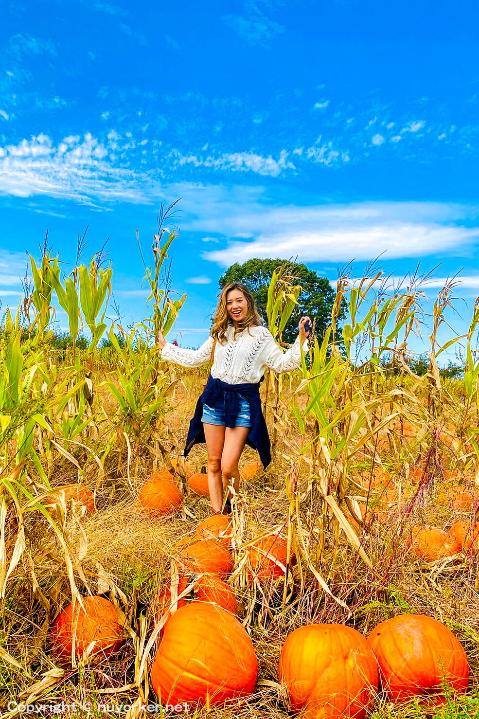 Wilkens Fruit & Fir Farm in Yorktown Heights, New York