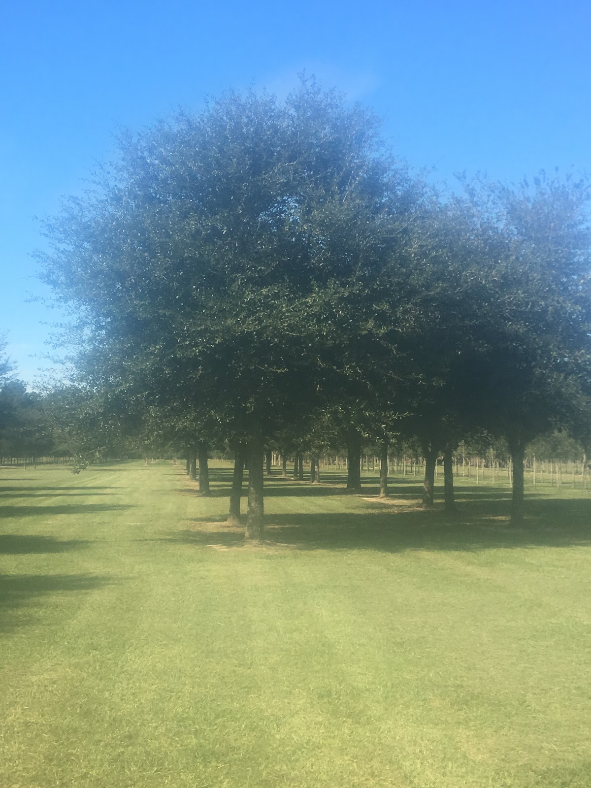 Wilkinson Tree Farm in Iowa, Louisiana
