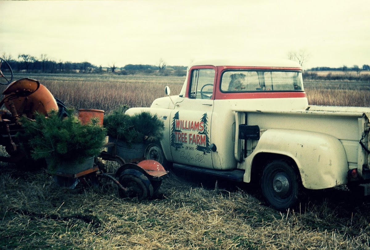 Williams Tree Farm in Rockton, Illinois