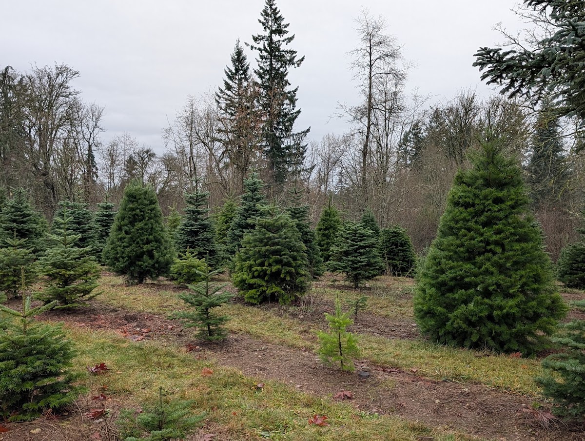 Wilson Hill Christmas Tree Farm in Maple Valley, Washington