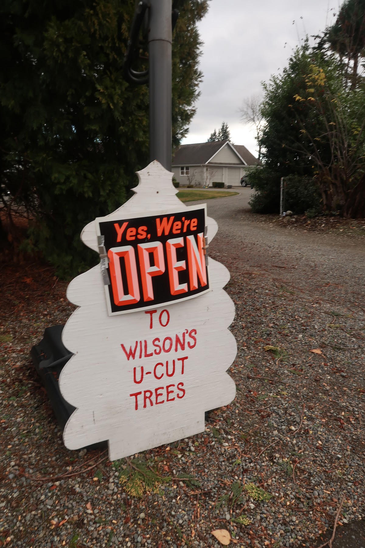 Wilson's U-Cut Trees in Auburn, Washington