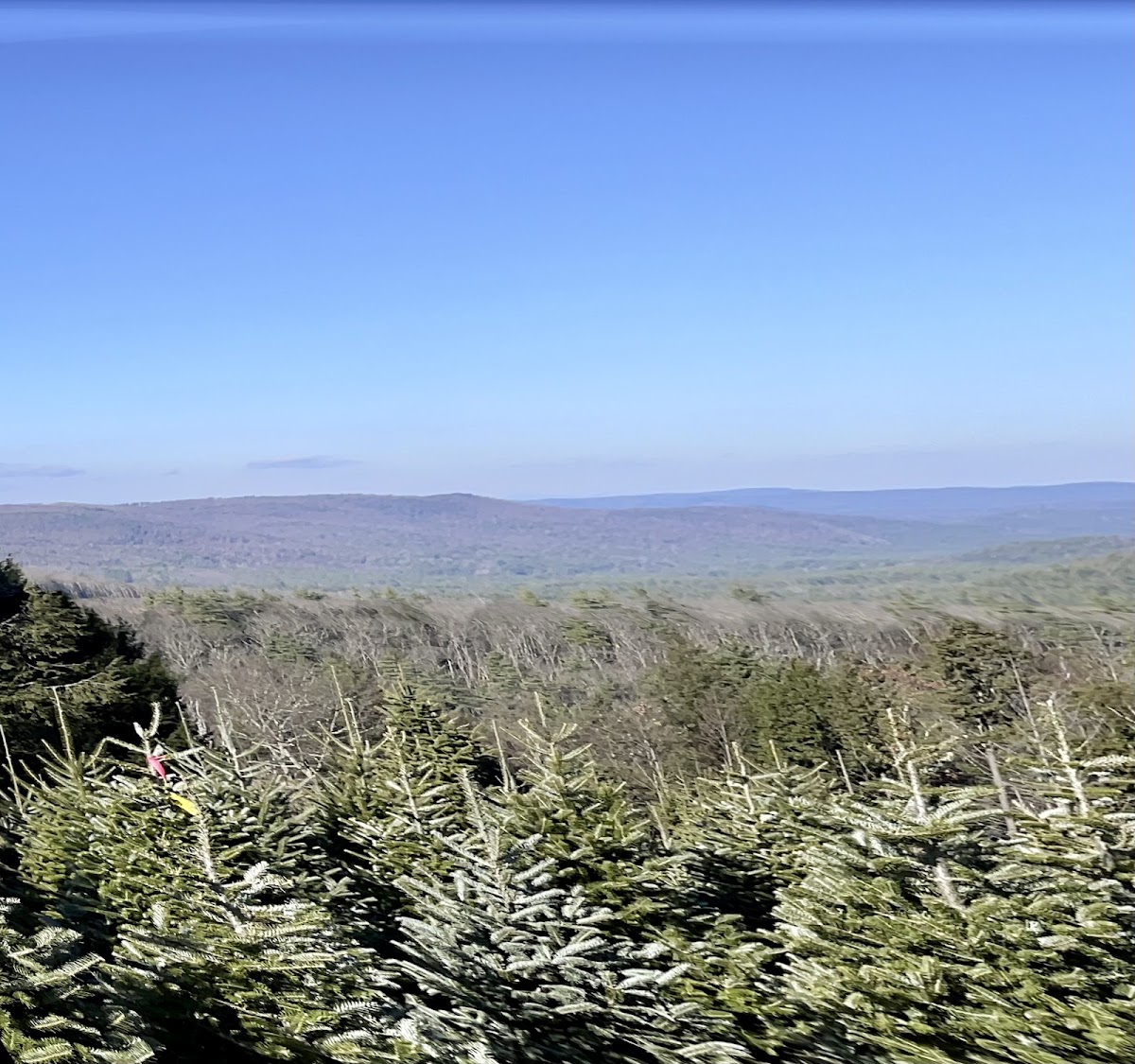 Windswept Mountains View Christmas Tree Farm in Richmond, New Hampshire
