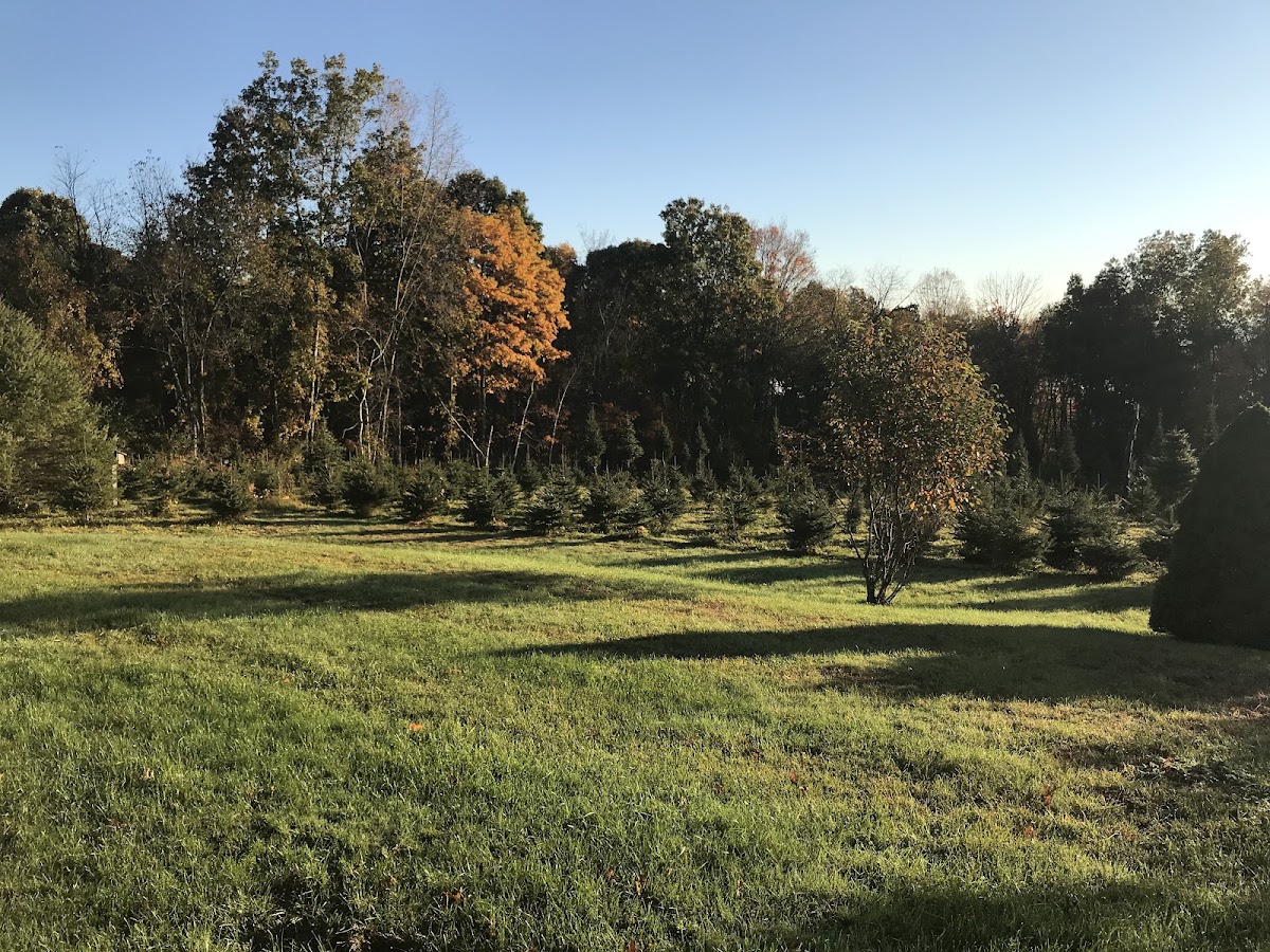 Windswept Tree Farm in New Milford, Connecticut