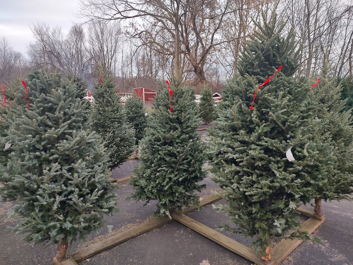 Windy Hill Tree Farm in Clio, Michigan