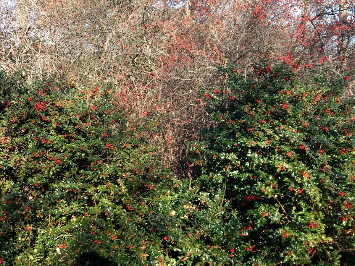 Winterberry Farm in Killingworth, Connecticut