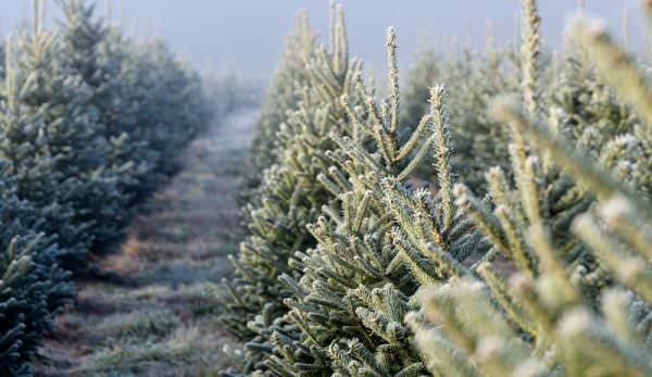 Wisconsin Christmas Trees in Merritt Island, Florida