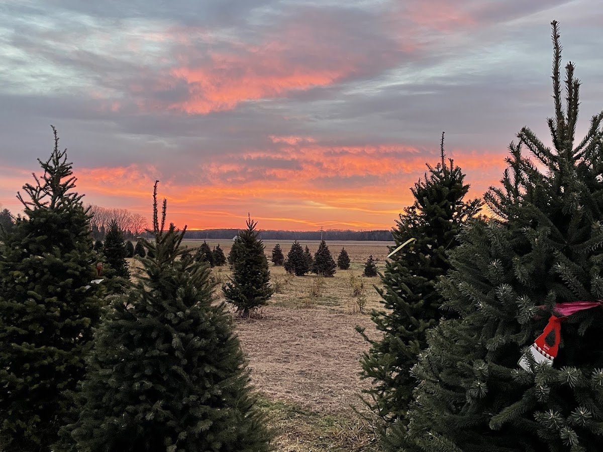 Wojcik's Christmas Tree Farm in Pulaski, Wisconsin