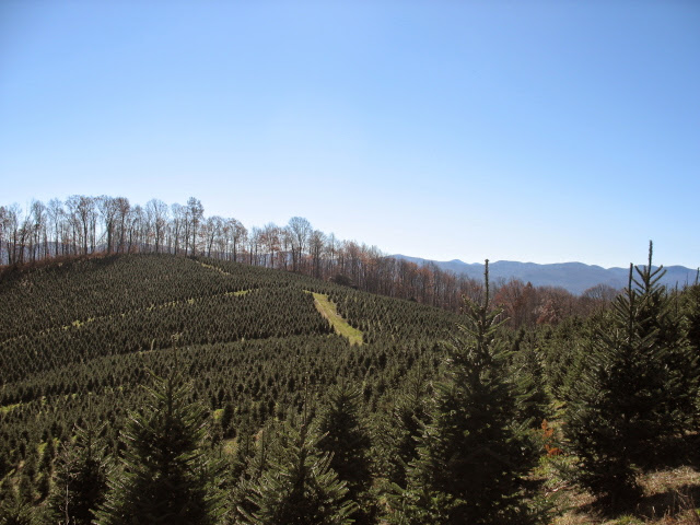 Wolf Creek Tree Farm & Nursery, Inc. in Cullowhee, North Carolina