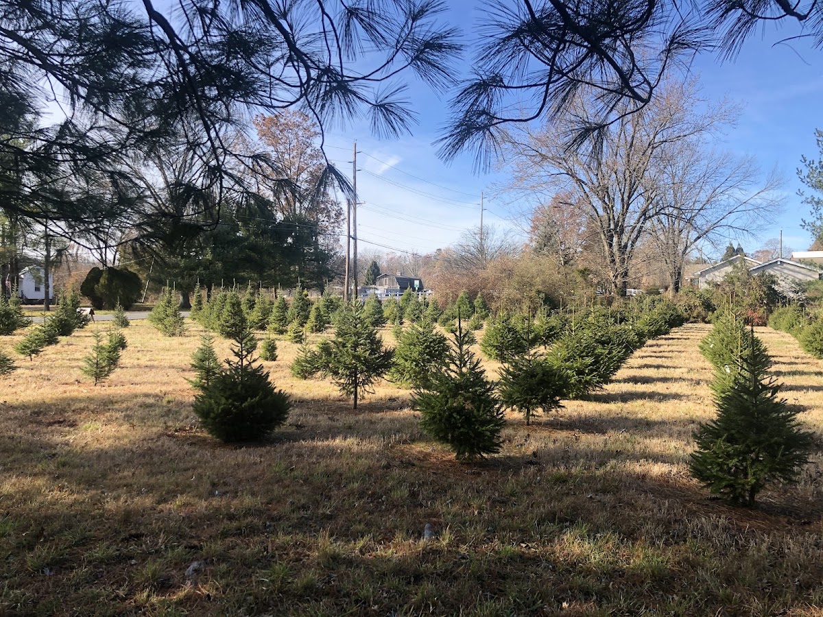 Wolgast Christmas Tree Farm in Franklin Township, New Jersey