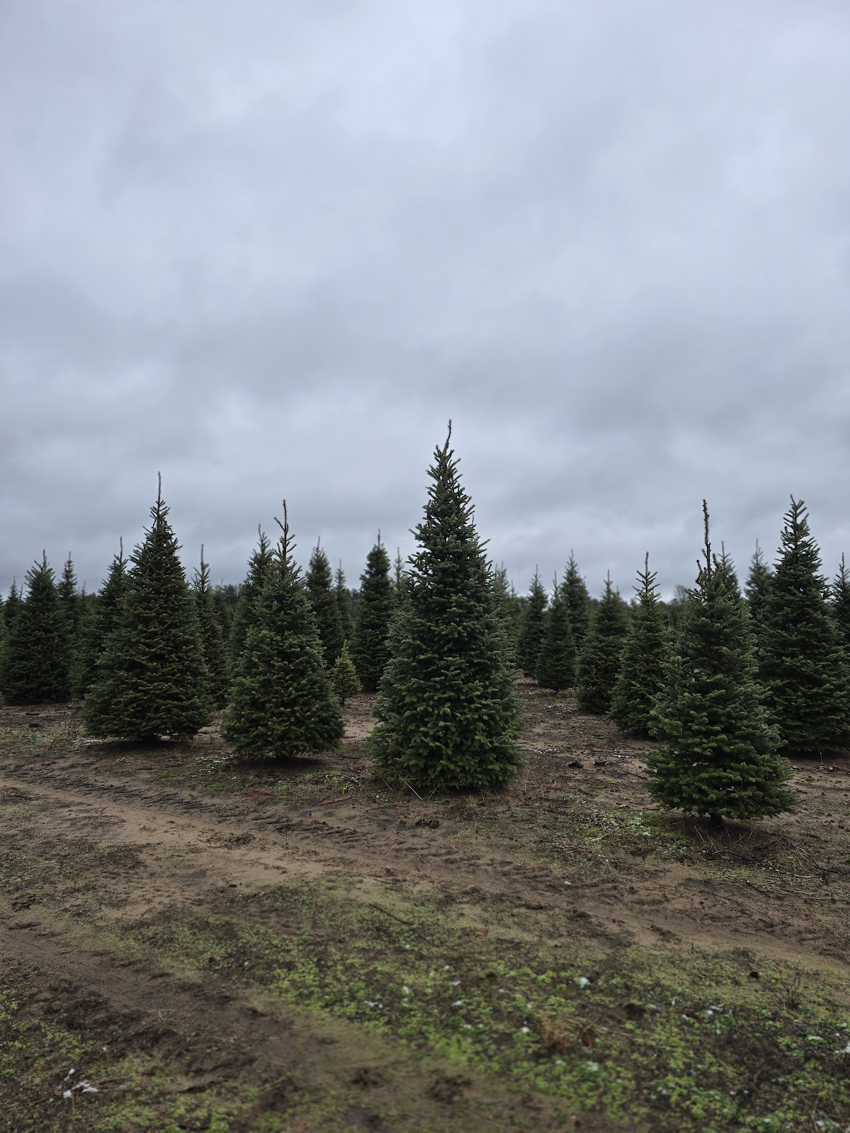 Wolosek Christmas Trees in Wisconsin Rapids, Wisconsin