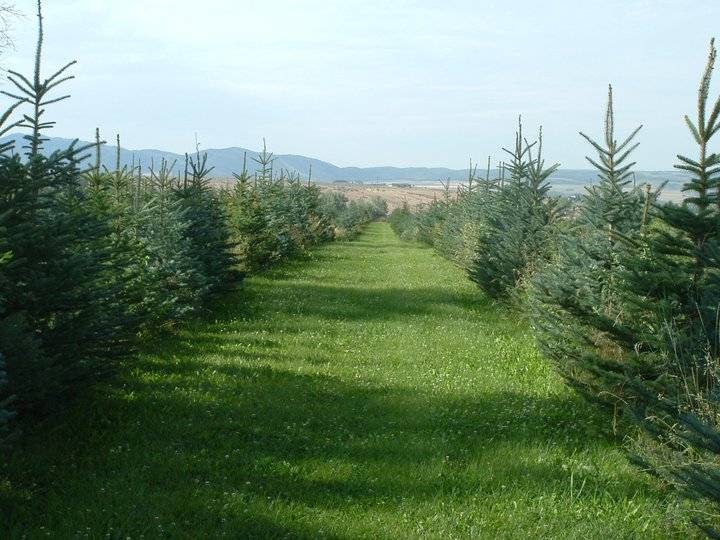 Wolverine Trees in Idaho Falls, Idaho