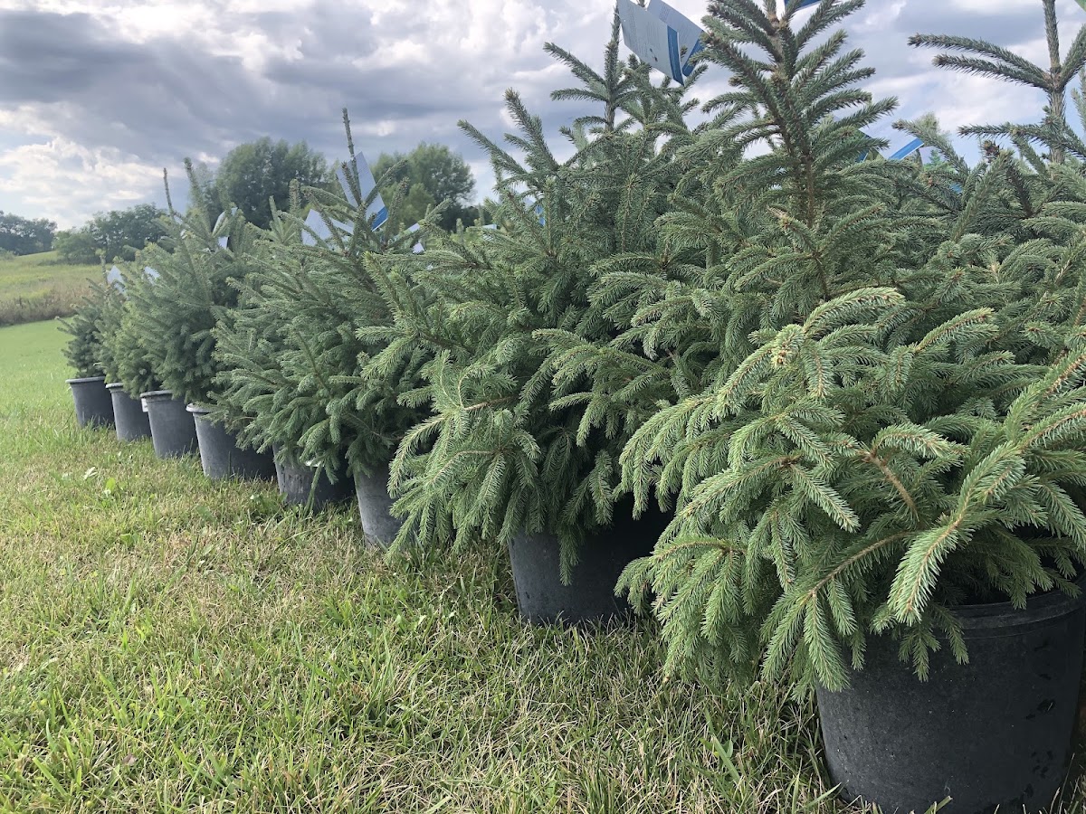 Woodward Acres Tree Nursery in Anamosa, Iowa