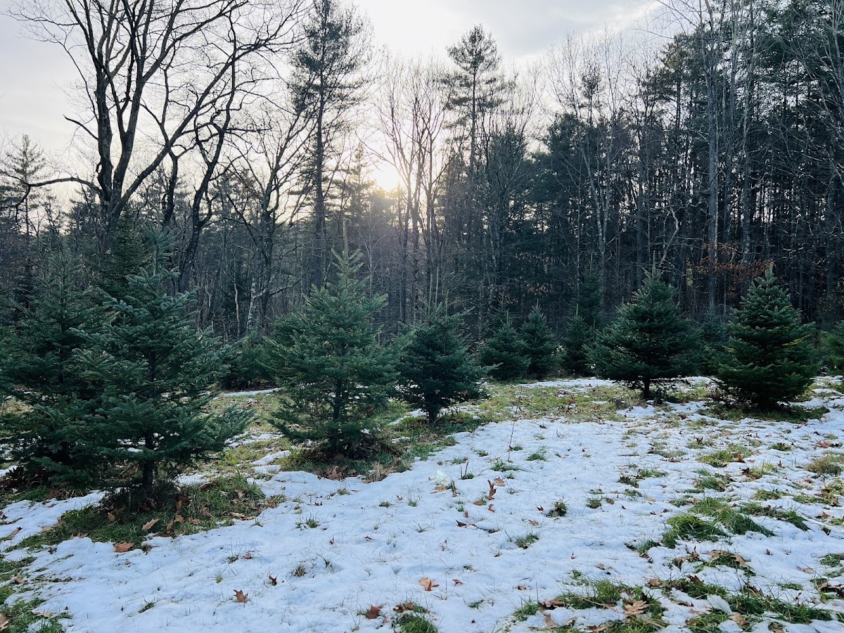 Wright's Tree Farm in Keene, New Hampshire